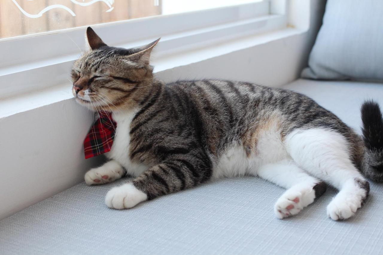 남완 Cat At Greece B&B 외부 사진