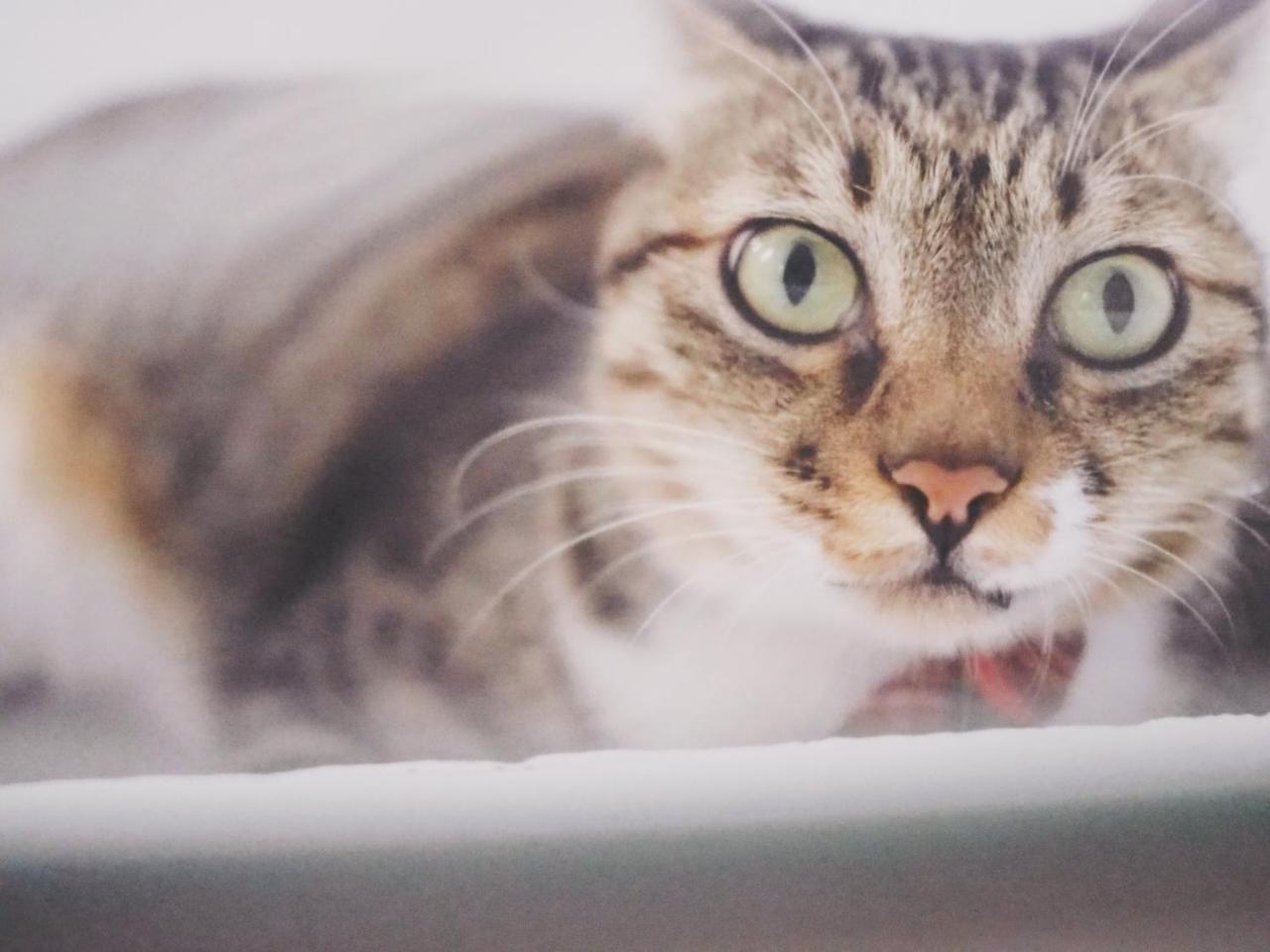 남완 Cat At Greece B&B 외부 사진
