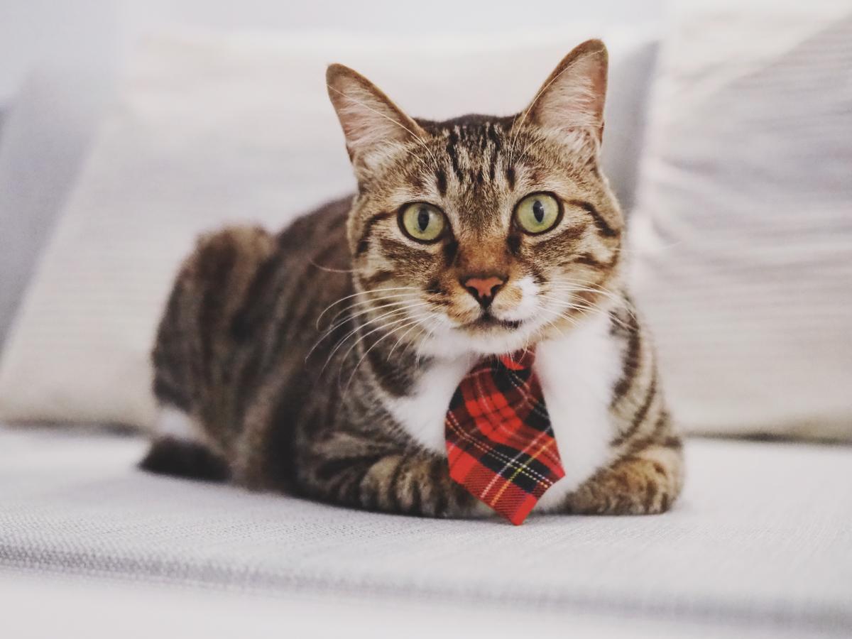 남완 Cat At Greece B&B 외부 사진